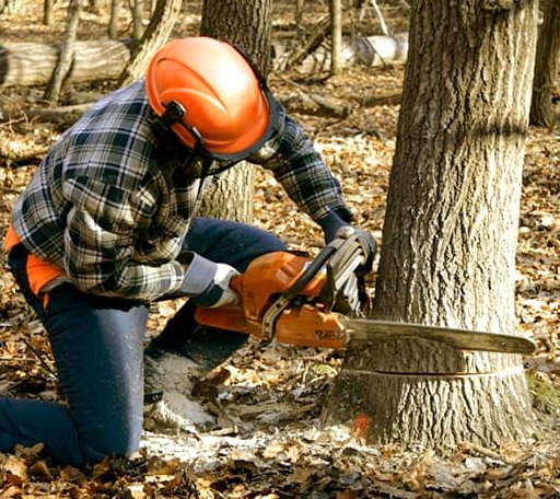 Tree Removal in Borger, TX